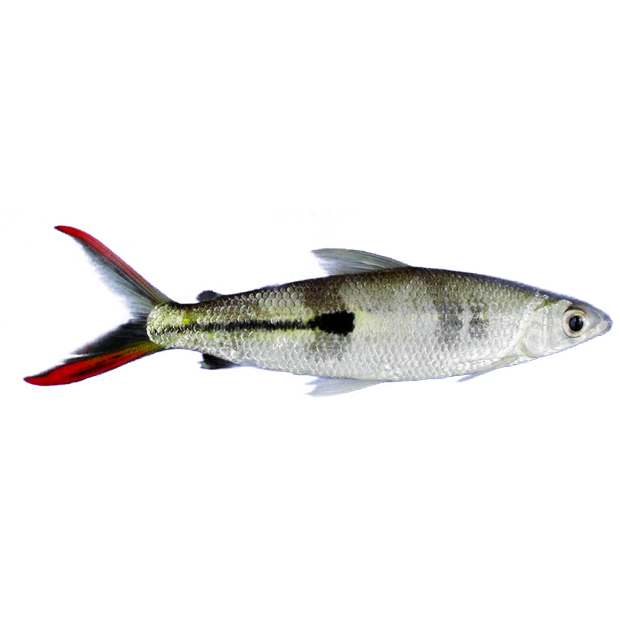 Imagem do peixe Cruzeiro do Sul
